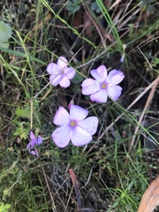 Oxalis eckloniana-nidulans
