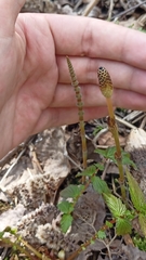 Equisetum pratense image