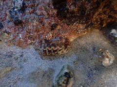 Rhyssoplax polita