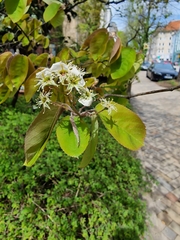 Amelanchier × lamarckii