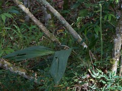 Catasetum ochraceum