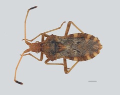Centrocoris volxemi