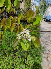 Amelanchier × lamarckii