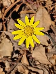 Hyoseris radiata