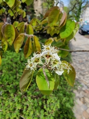 Amelanchier × lamarckii