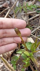 Equisetum pratense image