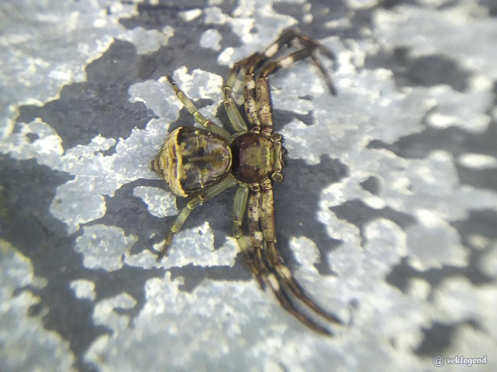 Strigoplus guizhouensis from 香港藍田 on April 26, 2022 at 0353 PM by