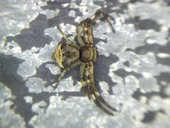 Strigoplus guizhouensis