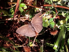 Nhambikuara cerradensis