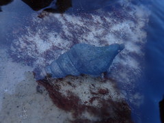 Lugubrilaria lugubris