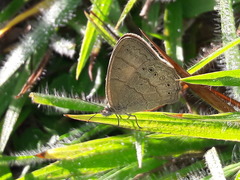 Nhambikuara cerradensis