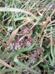 Lepidium
