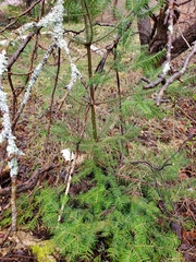 Abies balsamea image