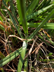 Carex panicea