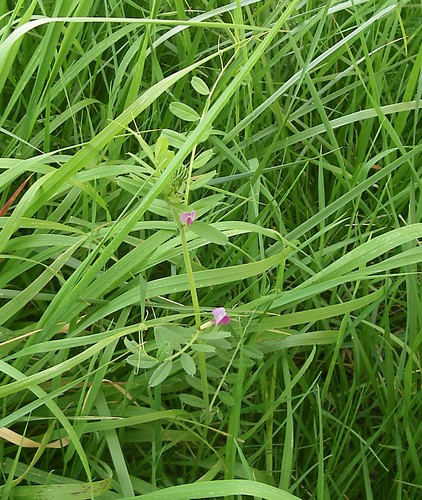 Vicia sativa iNat (3)