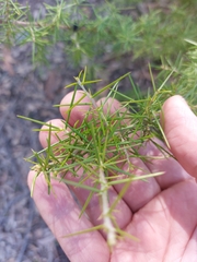 Grevillea juniperina