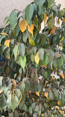 Ficus benjamina