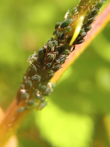 Aphid