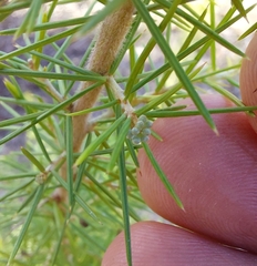 Grevillea juniperina