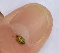 Peltoschema hamadryas