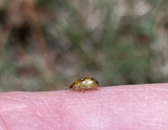 Peltoschema hamadryas