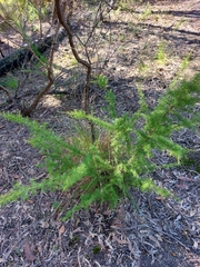Grevillea juniperina
