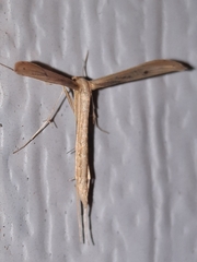 Hellinsia kellicottii