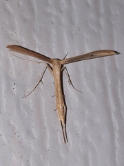 Hellinsia kellicottii