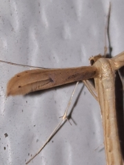 Hellinsia kellicottii