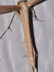 Hellinsia kellicottii