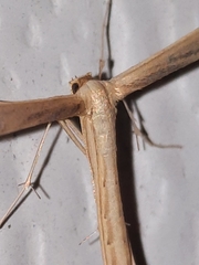 Hellinsia kellicottii