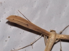 Hellinsia kellicottii