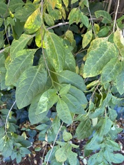 Magnoliopsida