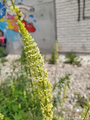 Reseda lutea