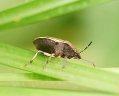 Paradictyotus fuscus