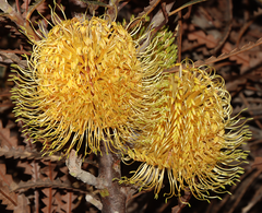 Banksia candolleana