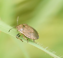 Paradictyotus fuscus