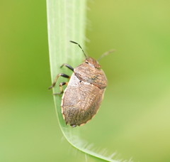 Paradictyotus fuscus