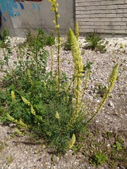 Reseda lutea