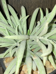 Suaeda australis