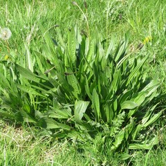 Plantago lanceolata