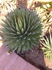 Agave