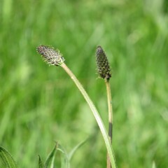 Plantago lanceolata