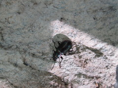Tarpela micans
