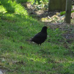 Turdus merula