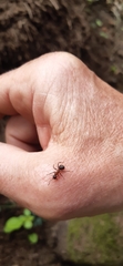 Formica sanguinea
