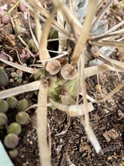 Tephrocactus
