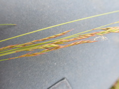 Festuca rupicola