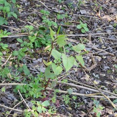 Reynoutria japonica