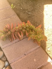 Crassula